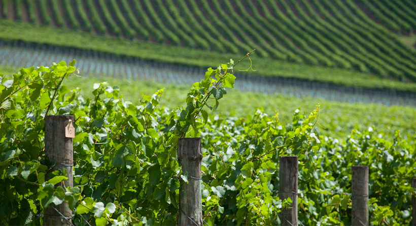 Giant Steps Applejack Vineyard